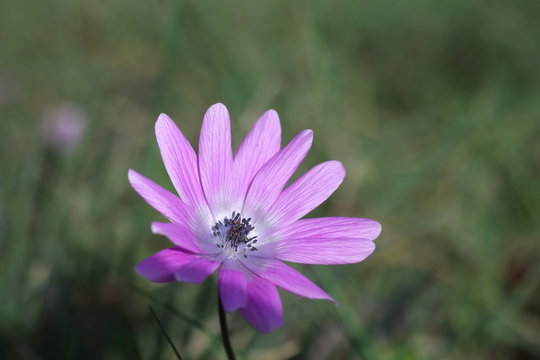 First flowers of spring