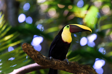 Close up of a toucan on a tree branch in tropical Costa Rica
