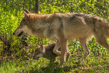 Grey Wolf (Canis lupus) Mother and Pup Move Left