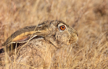 Jackrabbit