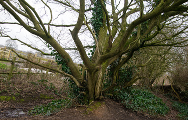 One large tree with ivy bush around it
