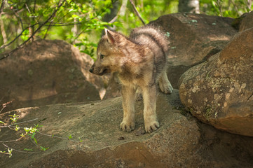 Grey Wolf (Canis lupus) Pup Looks Left From Atop Rock