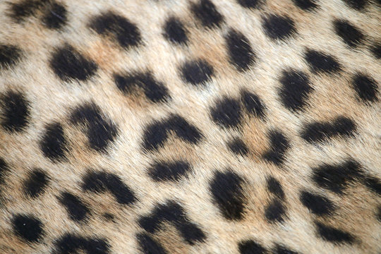 Leopard print close up