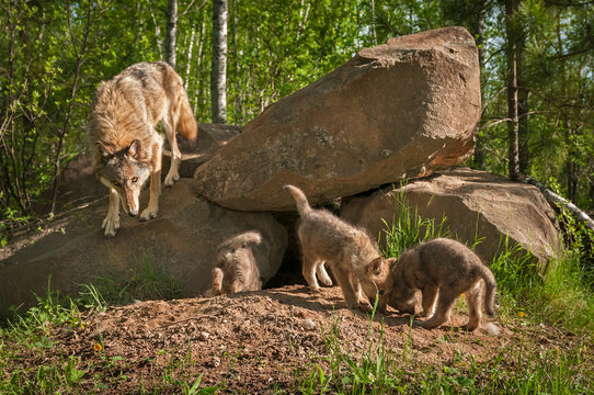 Grey Wolf (Canis lupus) Mother with Pups at Den