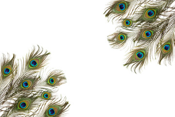 Peacock feather isolated on white background