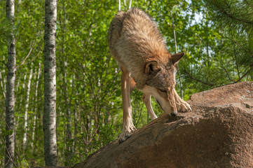 Fototapeta premium Grey Wolf (Canis lupus) Sniffs at Rock