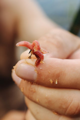 Hand holds a fish hook with a worm