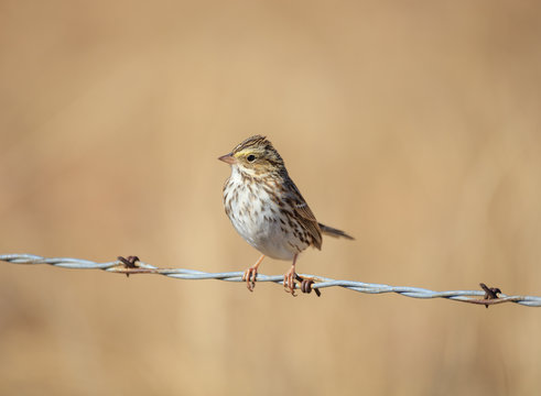 Bird On Barbed Wire