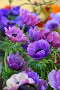 fiori viola di anemoni