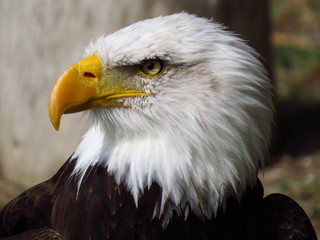 bald eagle