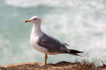 Seagulls and the sea 4