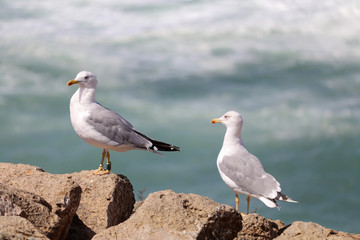 Seagulls and the sea 6
