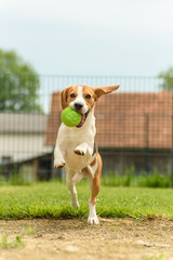 Dog run beagle jumping fun