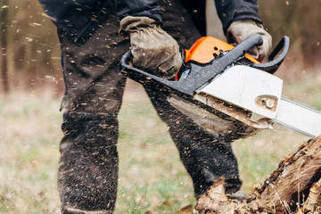 gardener on work, sawing trees