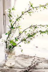 beautiful fresh cherry branches with white flowers in simple vase on wooden background in morning light. hello spring image, space for text. springtime blooming. rural life concept