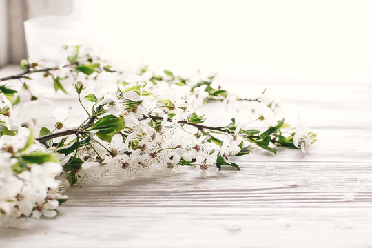 beautiful fresh cherry branches with white flowers on rustic wooden background in soft morning light. hello spring image, space for text. springtime blooming. earth day