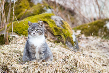 Naklejka na ściany i meble Grey and white partially tabby cute cat sitting on the ground in old dry grass outdoors at spring cloudy day