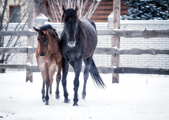 Foal walks with his mother in the snowy winter