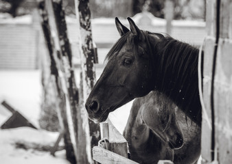 The black mare peers out of the pen on a winter day