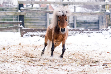 Red pony sports on snow in winter
