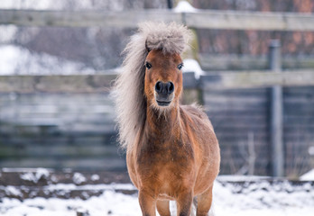 A red-haired pony poses for a portrait in winter against a background of snow