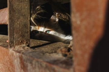The cat sits behind a lattice in a cellar in a ray of the sun and hides from evil people