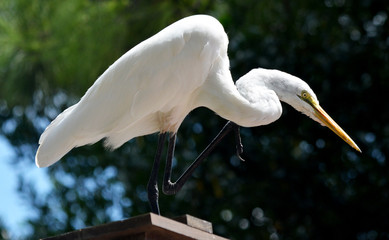 Obraz premium A photo to white bird egret, Heron, with lovely position 