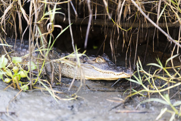 Spectacled Caiman Costa Rica