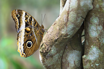 owl butterfly showing off wing defensive costa rica, central america