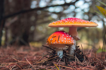 Amanita Muscaria, poisonous mushroom.