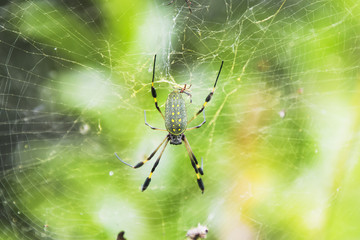 Golden Orb Spider in its web in Cahuita Beach in Costa Rica