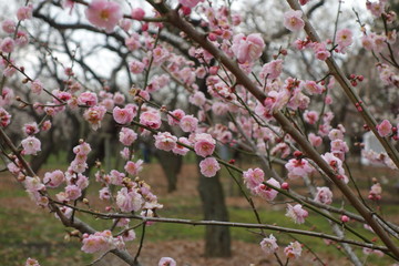 梅の花