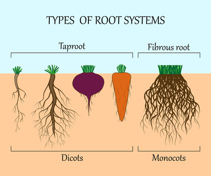 Types of root systems of plants, monosots and dicots in the soil in cut. Education poster, vector illustration.