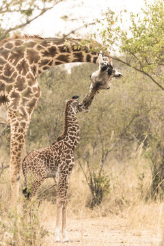 Mother giraffe kiss to her baby