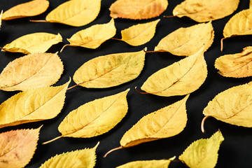 yellow leaves on a black background, a pattern of autumn leaves