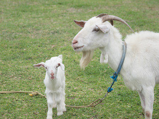 与那国島の山羊