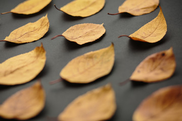yellow leaves on a black background, a pattern of autumn leaves
