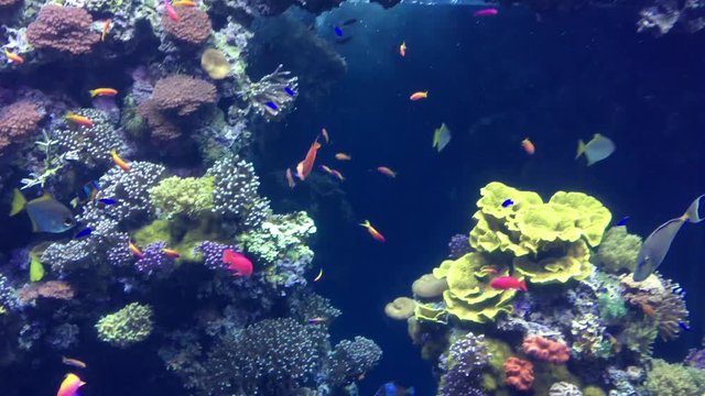 Fische im Riff
