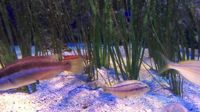 Fische im Aquarium
