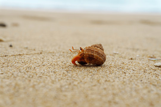 Hermit crab on the sandy beach