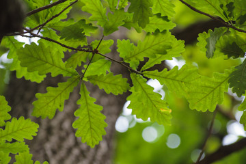 Fototapeta na wymiar Bright freshness of oak foliage