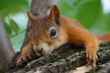 Foto op Plexiglas Schattige rode eekhoorn op de boomstam © Yury and Tanya