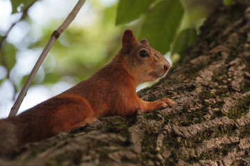 Cute red squirrel on the tree trunk