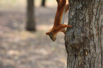 Running cute red squirrel on the tree trunk