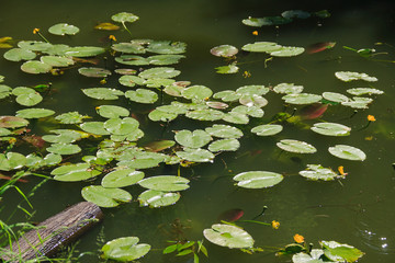 Waterlily in the Moscow park