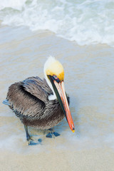 Pelican on the beach. Varadero, Cuba