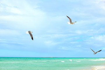 Fototapeta na wymiar Flying pelican on the beach. Varadero, Cuba