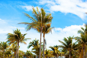 Fototapeta na wymiar Branches of palms under blue sky. Cuba, Varadero
