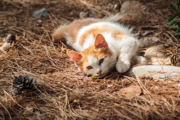 Cute playful cat is lying on the dried grass