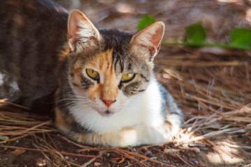 The cat lays down under the trees